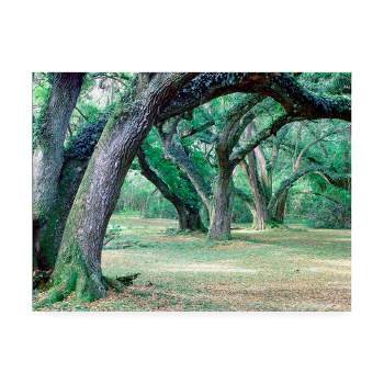 24"x32" Louisiana Oaks by Monte Nagler - Trademark Fine Art, Gallery-Wrapped Canvas, Modern Landscape Print