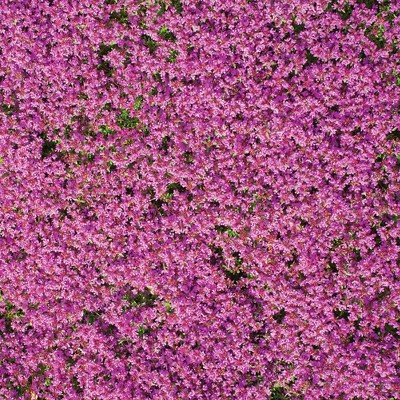 Collections Etc Creeping Thyme Ground Cover Flower Seed Mat 60 X 17 X 6 Purple