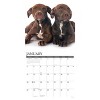 Willow Creek Press 2026 American Pit Bull Terrier Puppies Wall Calendar - 3 of 4