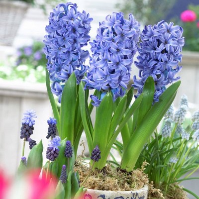 Set of 5 Bulbs PrePared Hyacinths for Indoor Forcing Delft Blue - Van Zyverden