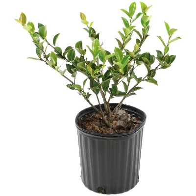 2.5qt Camellia Sasanqua Plant with White Blooms - National Plant Network