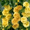 Van Zyverden 5ct Hollyhock Root Yellow - 2 of 4