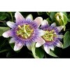 Pasiflora Dried Herbal Tea. Tila Tea Linden Passionflower Tea. 4 oz. - 4 of 4