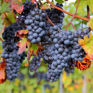 Van Zyverden Premium Grafted Bareroot Zinfandel Grape Vine - 1 of 4