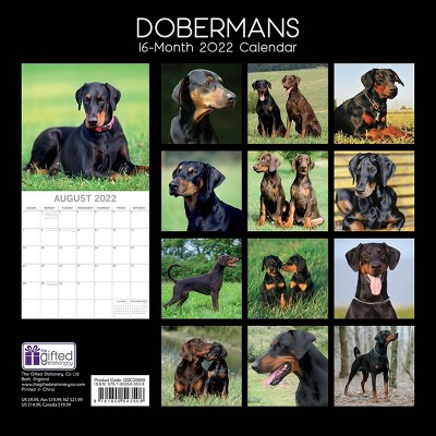 The Gifted Stationery Doberman 2021 - 2022 Dog Monthly Wall Calendar, 16 Month, Animals Pet Theme with Reminder Stickers, 12 x 12 in