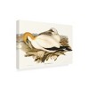 Trademark Fine Art - Elizabeth Gould  Waterbird Pairing VI Canvas Art - 4 of 4