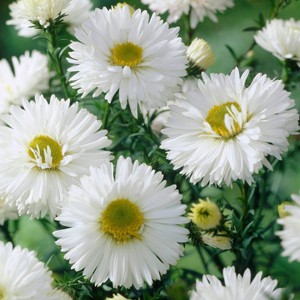 Van Zyverden 5ct Aster White Ladies Roots - 1 of 4