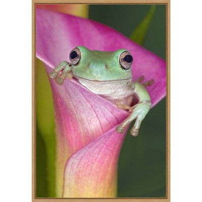 16" x 23" Australian Tree Frog in Flower by Adam Jones Danita Delimont Framed Canvas Wall Art - Amanti Art