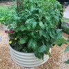 Vego Garden Wide Metal Outdoor Raised Garden Bed 42"x42"x17" - 3 of 4