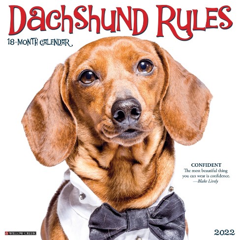 2022 Wall Calendar Dachshund Rules - Willow Creek Press : Target