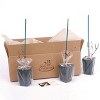3ct Viburnum Sterile 4" Potted Rocketliners Plants - Van Zyverden - 4 of 4