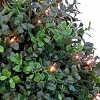 National Tree Company 48" Pre-Lit Boxwood Cone and Ball Topiary in Nursery Pot Artificial Tree: Faux Boxwood, Indoor/Outdoor Decor - 3 of 3
