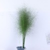 Alilang Decorative Dried Wispy Grass Stems for Home Decoration and Floral Arrangements, 17 Inches - image 2 of 3