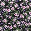black pink flower