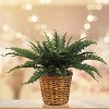 Floral Home 34" Wide Boston Fern with 35 Lifelike Fronds - 6-Piece - 2 of 4