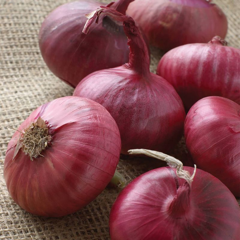 Van Zyverden 250ct Red Onion Bulb, 1 of 6