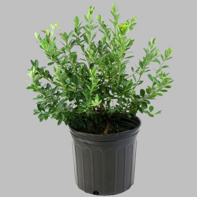 1pc Blueberry Pink Lemonade - National Plant Network