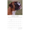 2026 Square Wall Calendar, Boxers, 16-Month Animals Theme with 180 Reminder Stickers (12x12 In) - 3 of 4