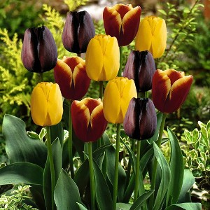 Van Zyverden 15ct Bulbs Tulips Gavota Blend - 1 of 4