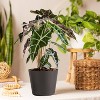 Live Alocasia Polly Elephant Ear Plant in 6" Standard Black Planter - 2 of 4