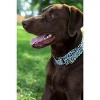 Country Brook Petz Cheetah Martingale Dog Collar - image 3 of 4