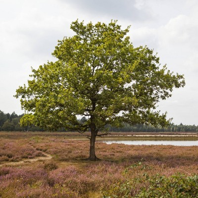 2.25gal Sawtooth Oak Tree - National Plant Network