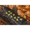 Yellow Door Honey Bee Number Stones, Set of 20 - 3 of 4