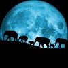 Junior's Design By Humans United Together - Elephants By Maryedenoa T-Shirt - 2 of 2