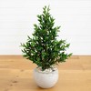 Nearly Natural 3-ft Olive Cone Topiary Artificial Tree in Sand Stone Planter UV Resistant (Indoor/Outdoor) - 2 of 4