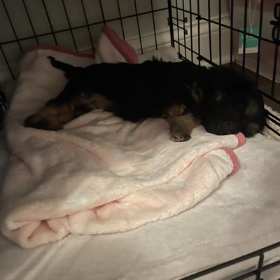 Filled Tri-fold Crate Dog Mat - M - Boots & Barkley™ : Target