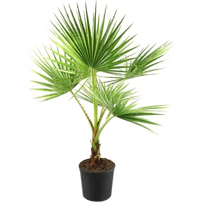 Washingtonia Palm - National Plant Network