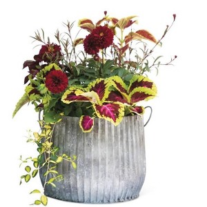 Gardener's Supply Company Galvanized Steel Ribbed Barrel Planter | 12" Diameter Indoor Outdoor Rust-Proof & Watertight Container for Plants & Flowers - 1 of 3