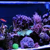 Unique Bargains Aquarium Artificial Golden Fish Ornament 1 Pc - 2 of 4