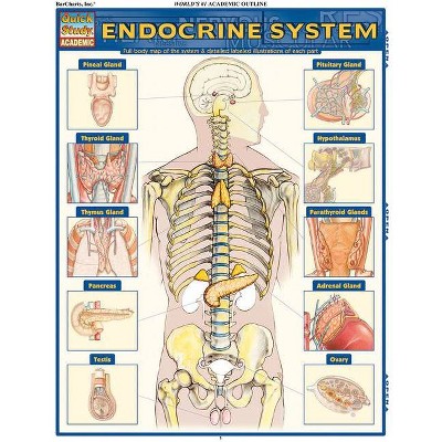 Endocrine System - by  Vincent Perez (Poster)