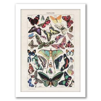 Americanflat Animal Educational Papillons Vintage Art Print By Samantha Ranlet White Frame Wall Art