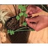 Ultimate Innovations Green 5" Plant Ties, 25pc: Flexible Gardening Support, No Applicable Warranty - 2 of 4