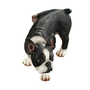 Design Toscano Lifting A Leg Naughty Boston Terrier Dog Statue - 1 of 2