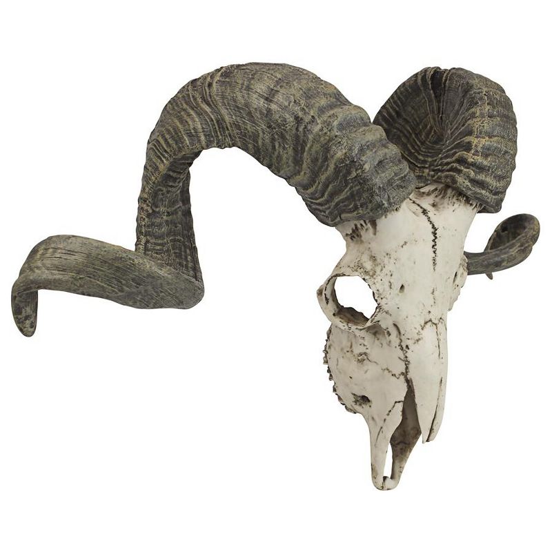 Design Toscano Corsican Ram Skull and Horns Wall Trophy, 4 of 8