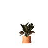 Live 6" Assorted Foliage Contemporary Terracotta - 3 of 4