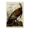 Trademark Fine Art -John James Audubon 'American Wild Turkey Cock' Canvas Art - 2 of 3