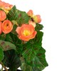 Northlight 11" Coral Pink Potted Silk Begonia Spring Artificial Floral Arrangement - 4 of 4