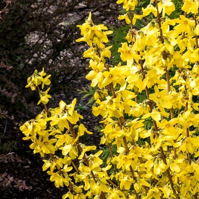 Forsythia Magical Gold 4" Potted Rocketliners - Van Zyverden