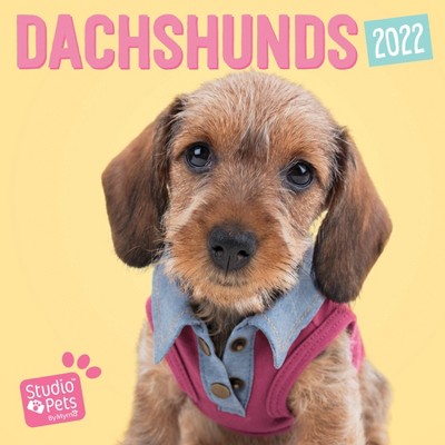 2022 Wall Calendar Dachshunds-Studio Pets - Willow Creek Press