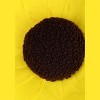 HalloweenCostumes.com    Sunflower Headband, Yellow/Brown/Green - 4 of 4