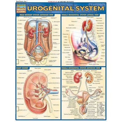 Urogenital System - by  Vincent Perez (Poster)