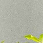 gray, beige, tan, charcoal, mediumgray, deepteal