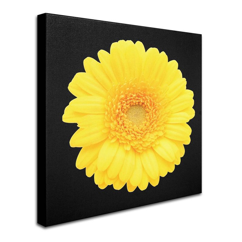 14&#34; x 14&#34; Yellow Gerber Daisy by Anonymous - Trademark Fine Art, 3 of 6