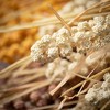 41"H Sullivans Dried Wheat Bush - Set of 3, Multicolored - 2 of 3