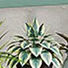 h9037 green yarn pattern