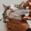 Dexypaws: Dental Finger Wipes - Cat - 100ct Soft Cleaning Wipes, Unscented - 2 of 4